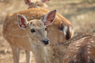 Deers,  they live at a zoo in Thailand  Asia,  for the research and the reproduction.