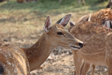 Deers,  they live at a zoo in Thailand  Asia,  for the research and the reproduction.
