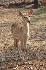Deers,  they live at a zoo in Thailand  Asia,  for the research and the reproduction.