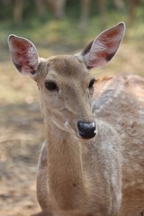 Deers,  they live at a zoo in Thailand  Asia,  for the research and the reproduction.