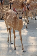 Deers,  they live at a zoo in Thailand  Asia,  for the research and the reproduction.