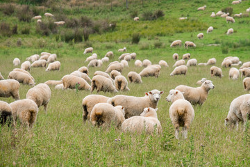 Fototapeta premium Flock of sheeps grazing in green farm in New Zealand
