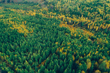 aerial shot of autumn forest landscape