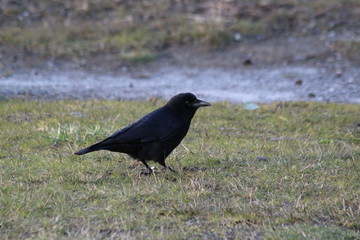 Fototapeta premium Black Crow