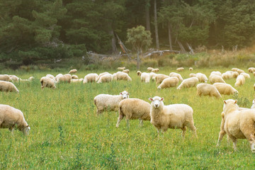 Flock of sheeps grazing in green farm in New Zealand with warm sunlight effect.