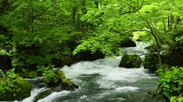 奥入瀬渓流の流れと新緑の木々