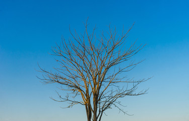 Fototapeta na wymiar tree with blue sky