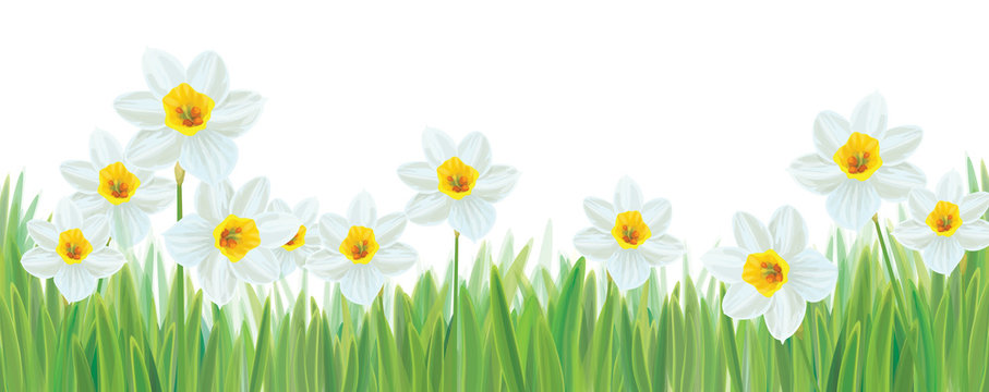 Vector daffodils flowers in grass  isolated border.
