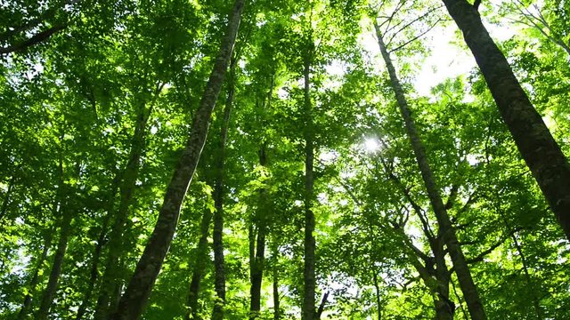 新緑の広葉樹の森