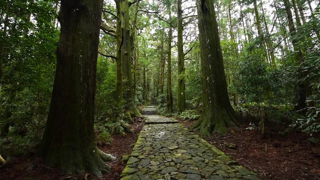大門坂と杉の大木