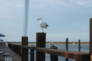 seagull one leg sitting on post with rails against water and cloudy sky