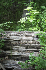 Seedling growing from a rotting fallen tree isolated by sunlight. 