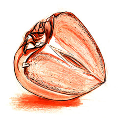 half Persimmon orange color hand drawing pencil and marker sketch. isolated white background