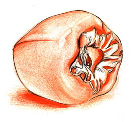 Persimmon orange color hand drawing pencil and marker. View 3/4. sketch isolated white background