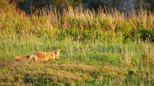 Cool shot of a red fox pouncing on mice in a field at sunset