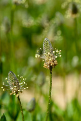 The empty seed head of two dandelions.