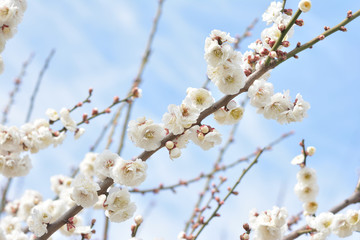 梅の花　青空



