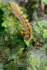 Closeup of furry caterpillar crawling slowly on the web