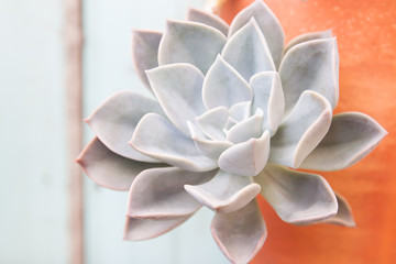 Fototapeta premium Close up succulent petal, Beautiful in nature