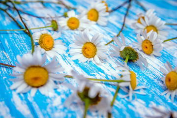 A lot of Chamomile lie on a blue wooden background 