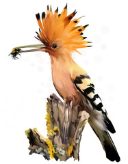 Hoopoe sitting on a tree stump watercolor painting © Kajenna