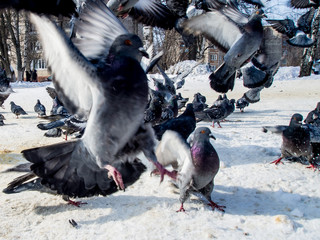 many pigeons eat on the sidewalk with snow in winter