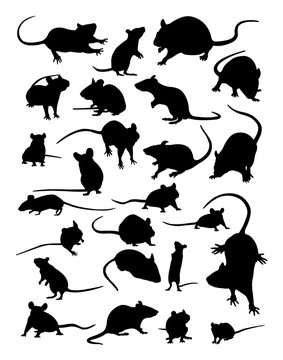 Mouse silhouette. Good use for symbol, logo, web icon, mascot, sign, or any design you want.