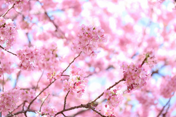 Cherry Blossoms in Japan