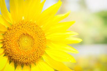 Obraz premium Sunflower field landscape.