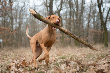 Running funny hunter dog with big branch