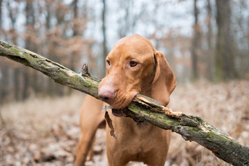 Portrait of hungarian vizsla pointer dog with big branch