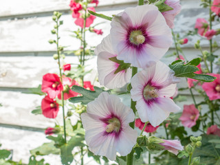 Hollyhocks on Clapboard Shed Background