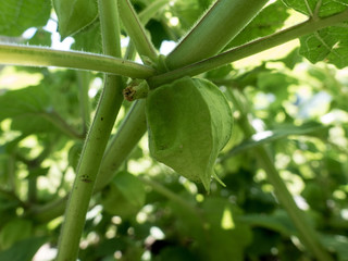 Groundcherry on Plant
