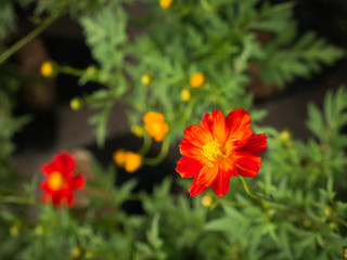 The Orange Red Cosmos Flowers Blooming