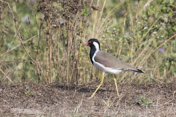 Bird:Red Wattled Lapwing Moving Towards Waterhole