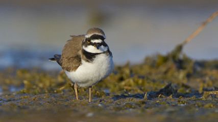 Little ringed plover (Charadrius dubius)