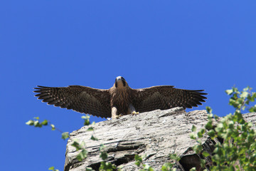 young peregrine falcon (Falco peregrinus) Germany