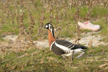 Red Breasted Goose (Branta ruficollis)
