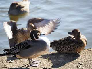 岸辺に集まるカモ