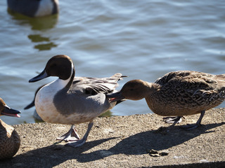 岸辺に集まるカモ