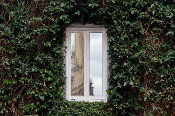 Fototapeta na wymiar View of a closed window and of a wall covered with ivy.