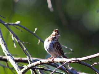 カシラダカのアップ　関東地方にて