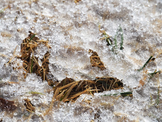 雪に覆われた枯れ葉