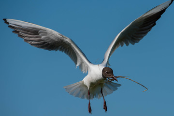 Black Headed Gull (Chroicocephalus ridibundus)