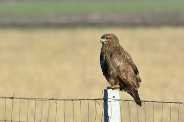 Common Buzzard (Buteo buteo) on a Pilon