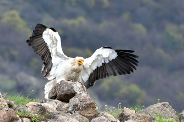 Egyptian Vulture Landing on Mountains