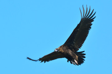 Cinereous or black vulture (Aegypius monachus )