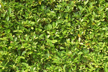 Fototapeta na wymiar Green leaves for background