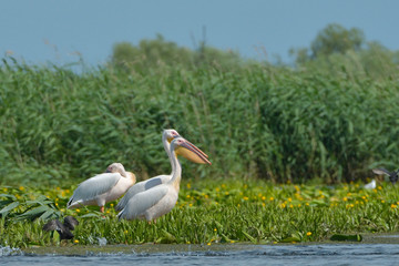 White Pelican (Pelecanus onocrotalus)