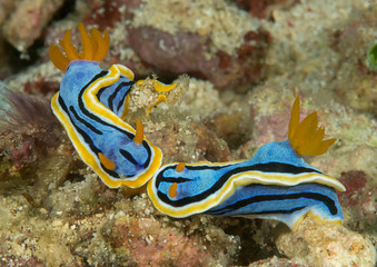 Anna's magnificent slug ( Chromodoris annae )  nudibranch crawling on corals of Bali, Indonesia